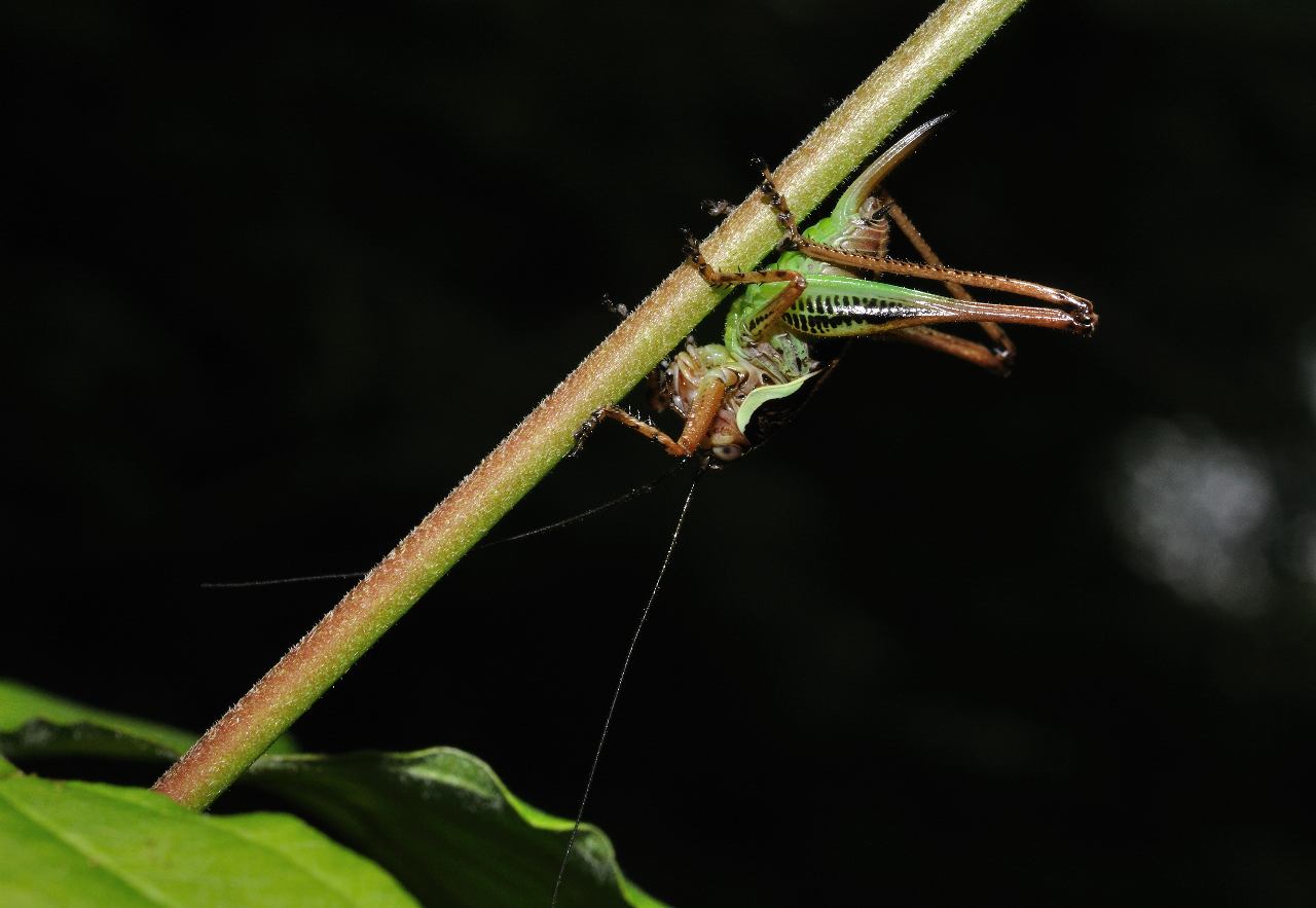 ID Orthoptero: Eupholidoptera sp.